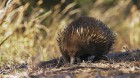 Iepazīsti skaisto Tasmanijas salu Austrālijā. Foto: Todd Moen / Catch Magazine 18