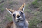 Iepazīsti skaisto Tasmanijas salu Austrālijā. Foto: Tourism Australia 20