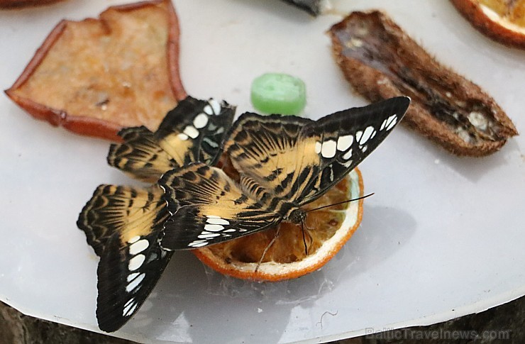 Travelnews.lv apmeklē Konjas taureņu māju «Konya Tropical Butterfly Garden». Atbalsta: Turkish Airlines 223734