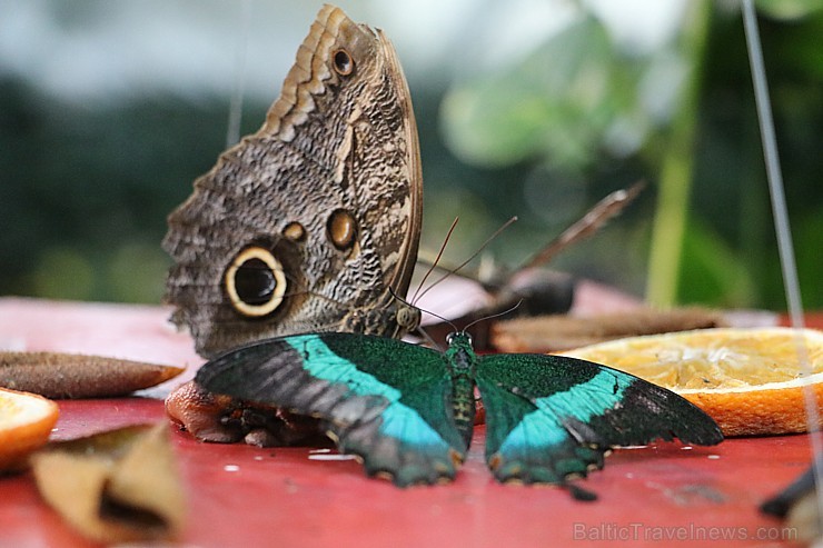 Travelnews.lv apmeklē Konjas taureņu māju «Konya Tropical Butterfly Garden». Atbalsta: Turkish Airlines 223735