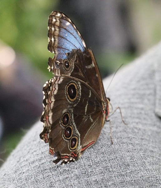 Travelnews.lv apmeklē Konjas taureņu māju «Konya Tropical Butterfly Garden». Atbalsta: Turkish Airlines 223737