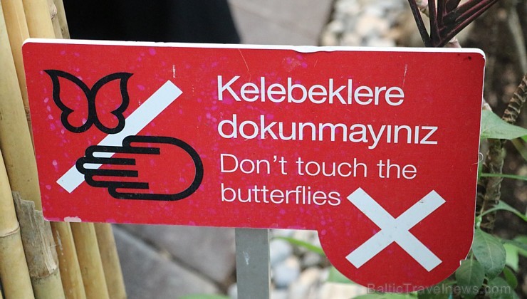 Travelnews.lv apmeklē Konjas taureņu māju «Konya Tropical Butterfly Garden». Atbalsta: Turkish Airlines 223740