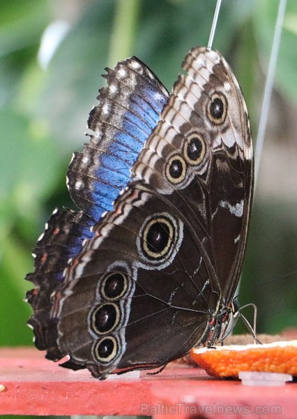 Travelnews.lv apmeklē Konjas taureņu māju «Konya Tropical Butterfly Garden». Atbalsta: Turkish Airlines 223741