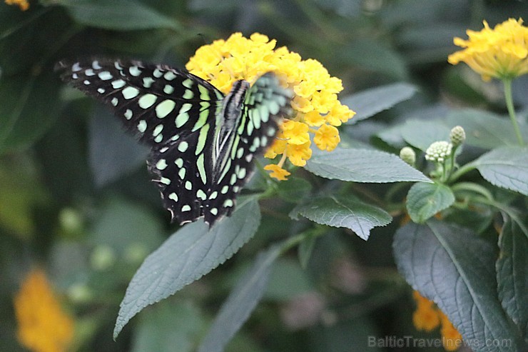Travelnews.lv apmeklē Konjas taureņu māju «Konya Tropical Butterfly Garden». Atbalsta: Turkish Airlines 223742