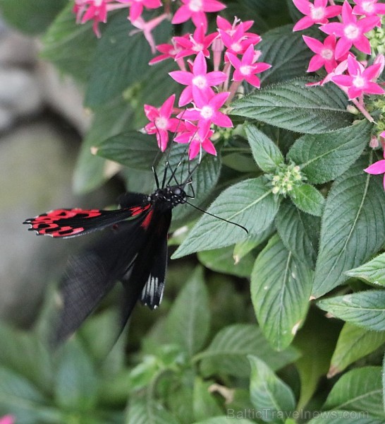 Travelnews.lv apmeklē Konjas taureņu māju «Konya Tropical Butterfly Garden». Atbalsta: Turkish Airlines 223743