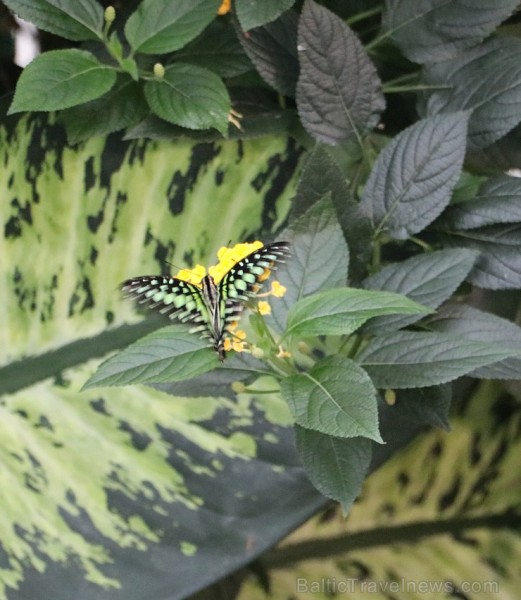 Travelnews.lv apmeklē Konjas taureņu māju «Konya Tropical Butterfly Garden». Atbalsta: Turkish Airlines 223744