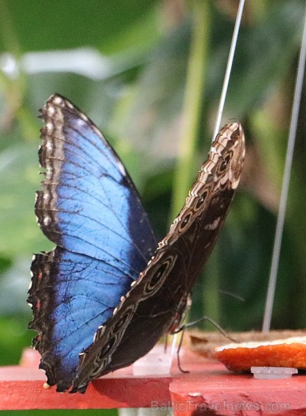 Travelnews.lv apmeklē Konjas taureņu māju «Konya Tropical Butterfly Garden». Atbalsta: Turkish Airlines 223745