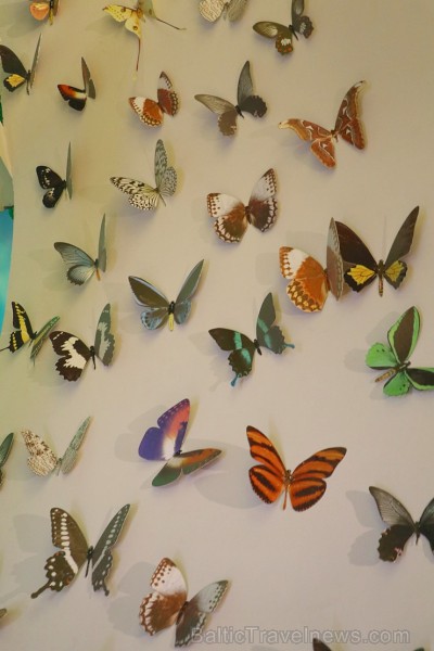 Travelnews.lv apmeklē Konjas taureņu māju «Konya Tropical Butterfly Garden». Atbalsta: Turkish Airlines 223762