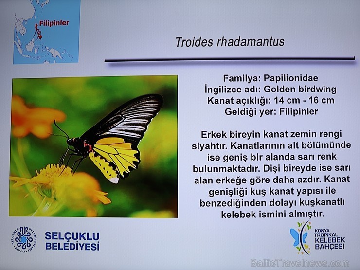 Travelnews.lv apmeklē Konjas taureņu māju «Konya Tropical Butterfly Garden». Atbalsta: Turkish Airlines 223763