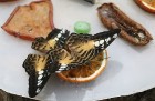Travelnews.lv apmeklē Konjas taureņu māju «Konya Tropical Butterfly Garden». Atbalsta: Turkish Airlines 6