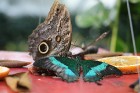 Travelnews.lv apmeklē Konjas taureņu māju «Konya Tropical Butterfly Garden». Atbalsta: Turkish Airlines 7