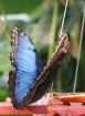 Travelnews.lv apmeklē Konjas taureņu māju «Konya Tropical Butterfly Garden». Atbalsta: Turkish Airlines 17