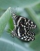 Travelnews.lv apmeklē Konjas taureņu māju «Konya Tropical Butterfly Garden». Atbalsta: Turkish Airlines 30