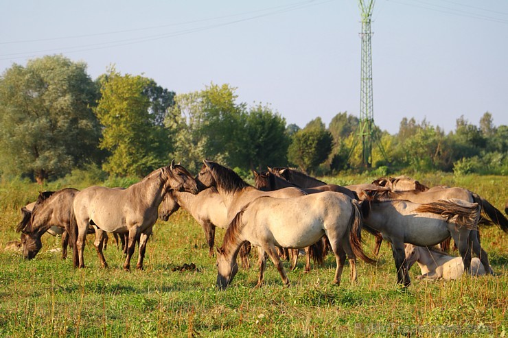 Travelnews.lv apmeklē savvaļas zirgus Jelgavas pļavās 228535
