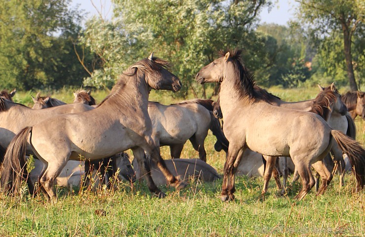 Travelnews.lv apmeklē savvaļas zirgus Jelgavas pļavās 228541