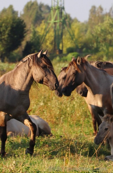 Travelnews.lv apmeklē savvaļas zirgus Jelgavas pļavās 228545