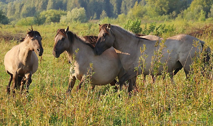 Travelnews.lv apmeklē savvaļas zirgus Jelgavas pļavās 228550