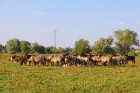 Travelnews.lv apmeklē savvaļas zirgus Jelgavas pļavās 2