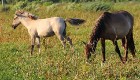 Travelnews.lv apmeklē savvaļas zirgus Jelgavas pļavās 5