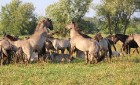 Travelnews.lv apmeklē savvaļas zirgus Jelgavas pļavās 9