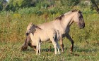 Travelnews.lv apmeklē savvaļas zirgus Jelgavas pļavās 12