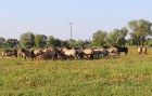 Travelnews.lv apmeklē savvaļas zirgus Jelgavas pļavās 13