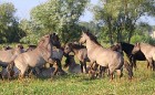 Travelnews.lv apmeklē savvaļas zirgus Jelgavas pļavās 15