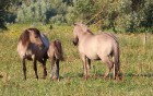 Travelnews.lv apmeklē savvaļas zirgus Jelgavas pļavās 18