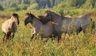 Travelnews.lv apmeklē savvaļas zirgus Jelgavas pļavās 19