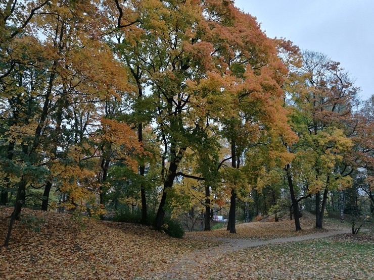 Rīgas parki un dārzi pārklājas rudens zeltā 234675