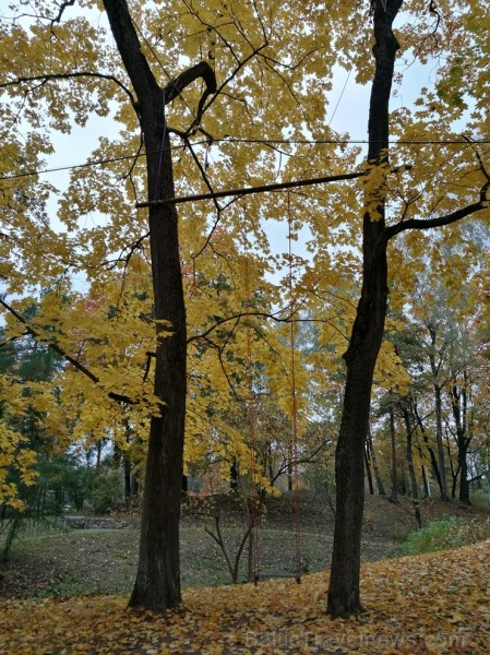 Rīgas parki un dārzi pārklājas rudens zeltā 234677