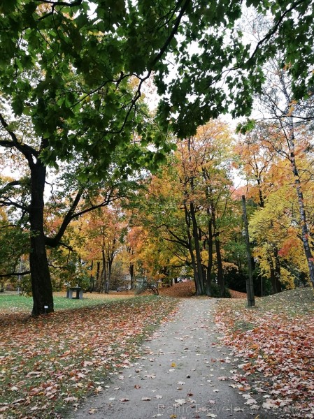 Rīgas parki un dārzi pārklājas rudens zeltā 234680