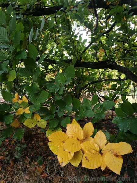 Rīgas parki un dārzi pārklājas rudens zeltā 234688