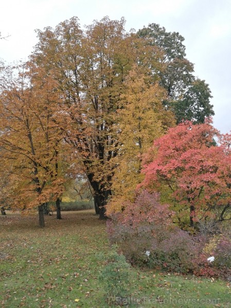Rīgas parki un dārzi pārklājas rudens zeltā 234691