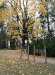 Rīgas parki un dārzi pārklājas rudens zeltā 11