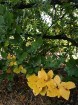 Rīgas parki un dārzi pārklājas rudens zeltā 19