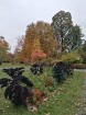 Rīgas parki un dārzi pārklājas rudens zeltā 24