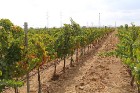 Travelnews.lv iepazīst Azerbaidžānas vīnogu laukus, vīna darītavu un vīnu. Sadarbībā ar Latvijas vēstniecību Azerbaidžānā un tūrisma firmu «RANTUR Tra 2