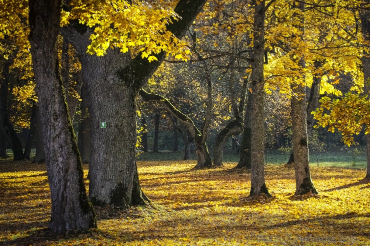 Bīriņu Pils parks ir brīnišķīga vieta zelta rudens baudīšanai 235571
