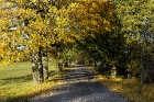 Bīriņu Pils parks ir brīnišķīga vieta zelta rudens baudīšanai 4