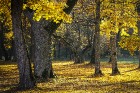 Bīriņu Pils parks ir brīnišķīga vieta zelta rudens baudīšanai 16