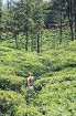 Sibillas ceļojums Šrilankā bija īsts sapnis - viena nedēļa tika pavadīta kalnos, tējas plantācijās un rezervātos, cerībā sastapt ziloni brīvā dabā, be 10