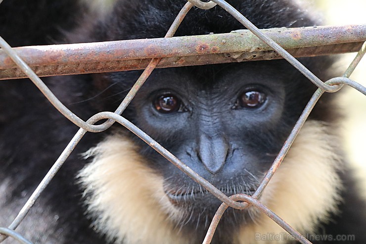 Travelnews.lv iesaka ignorēt zoodārzu Prenn parkā līdz dzīvnieku uzturēšanas apstākļu būtiskai uzlabošanai. Atbalsta: 365 brīvdienas 246970