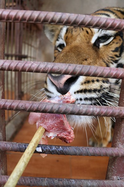 Travelnews.lv iesaka ignorēt zoodārzu Prenn parkā līdz dzīvnieku uzturēšanas apstākļu būtiskai uzlabošanai. Atbalsta: 365 brīvdienas 246977