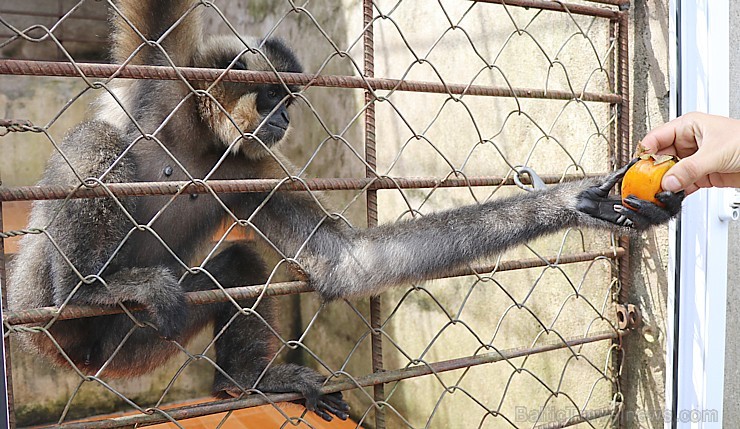 Travelnews.lv iesaka ignorēt zoodārzu Prenn parkā līdz dzīvnieku uzturēšanas apstākļu būtiskai uzlabošanai. Atbalsta: 365 brīvdienas 246981