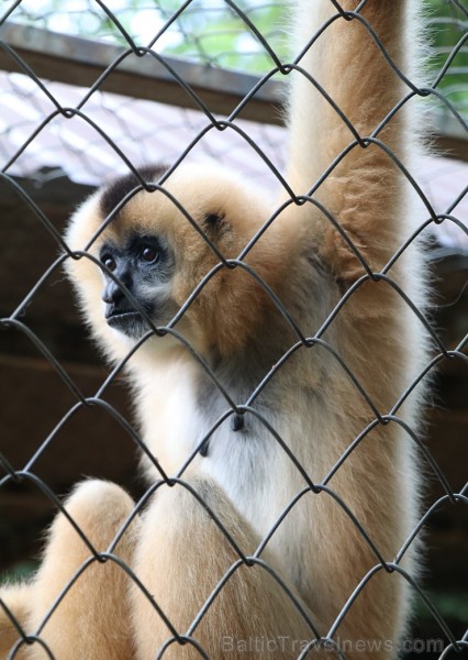 Travelnews.lv iesaka ignorēt zoodārzu Prenn parkā līdz dzīvnieku uzturēšanas apstākļu būtiskai uzlabošanai. Atbalsta: 365 brīvdienas 246984