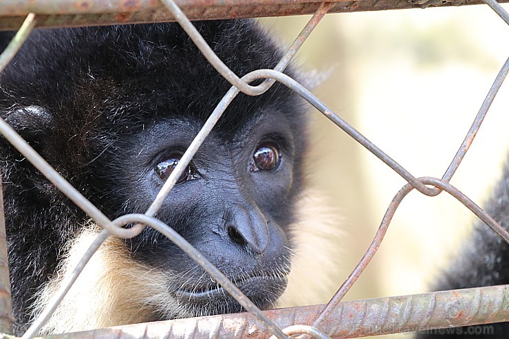 Travelnews.lv iesaka ignorēt zoodārzu Prenn parkā līdz dzīvnieku uzturēšanas apstākļu būtiskai uzlabošanai. Atbalsta: 365 brīvdienas 246989