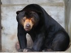 Travelnews.lv iesaka ignorēt zoodārzu Prenn parkā līdz dzīvnieku uzturēšanas apstākļu būtiskai uzlabošanai. Atbalsta: 365 brīvdienas 7