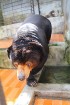 Travelnews.lv iesaka ignorēt zoodārzu Prenn parkā līdz dzīvnieku uzturēšanas apstākļu būtiskai uzlabošanai. Atbalsta: 365 brīvdienas 8