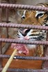 Travelnews.lv iesaka ignorēt zoodārzu Prenn parkā līdz dzīvnieku uzturēšanas apstākļu būtiskai uzlabošanai. Atbalsta: 365 brīvdienas 17
